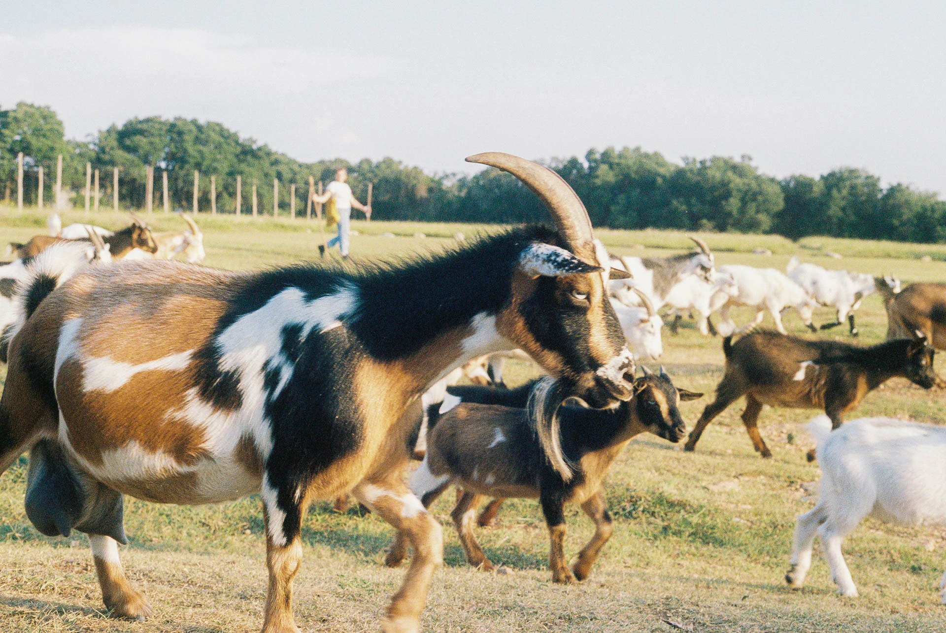 goats at jester king brewing on film