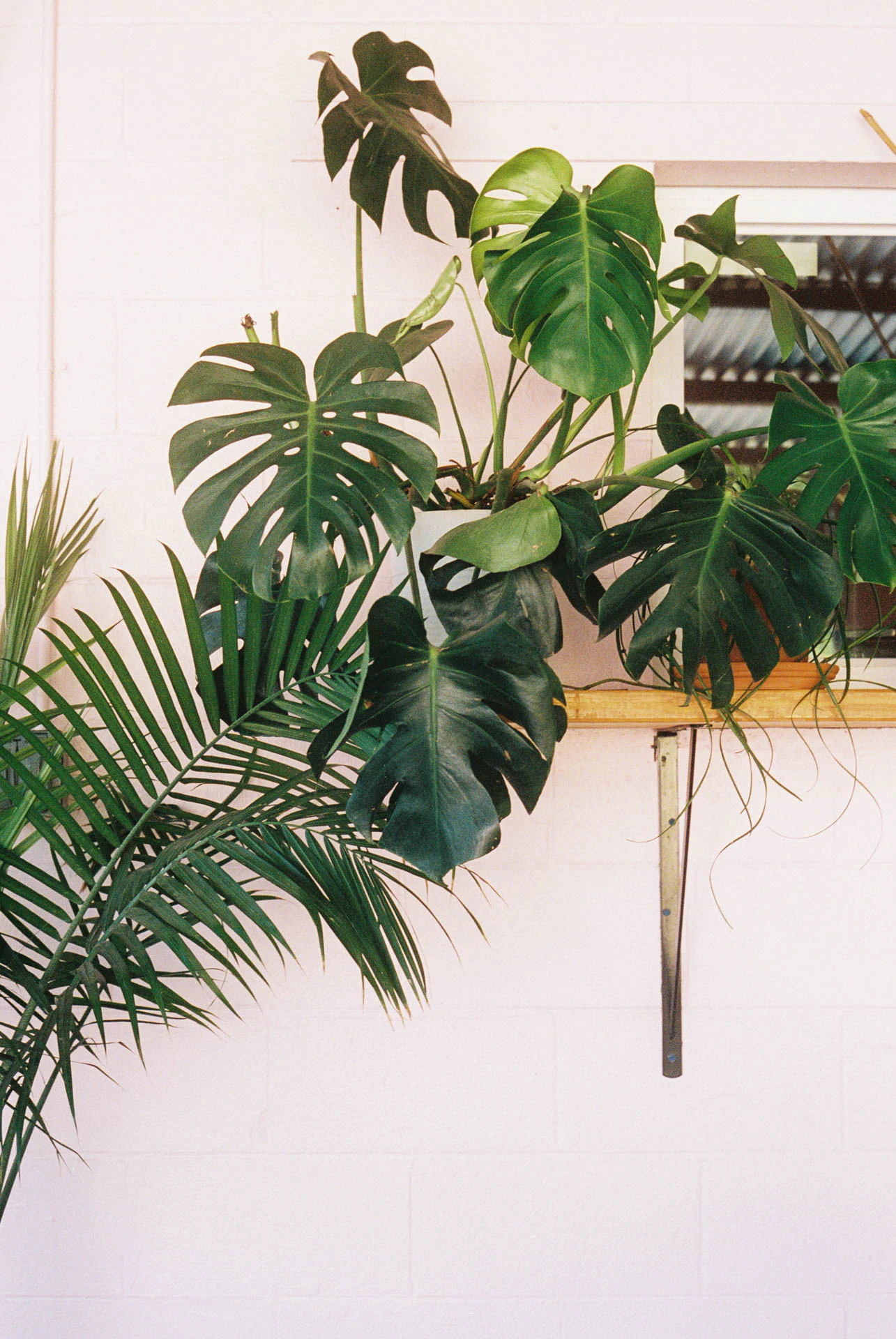 green plants at cafe in Austin on film