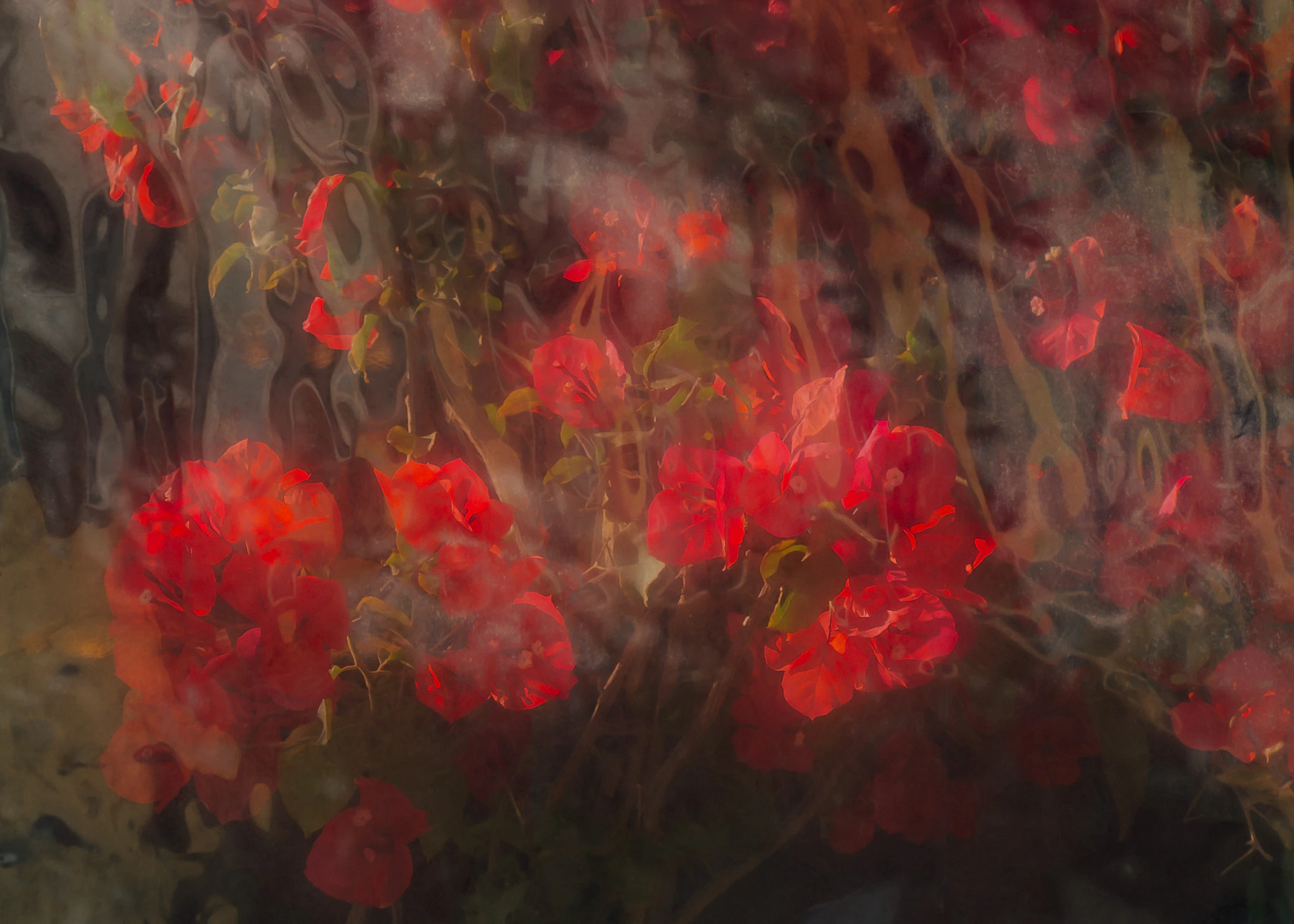 Dreamy red roses and bougainvillea flowers pressed against a tarp in Venice Beach at sunset.