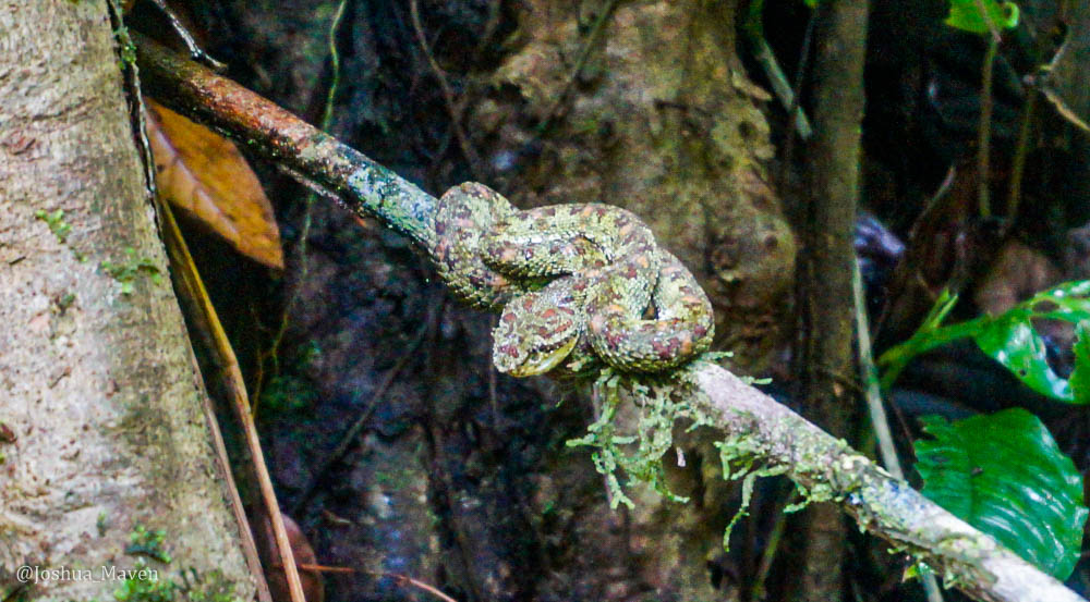 Pit vipers are named for a heat-sending pit organ located between their eyes.