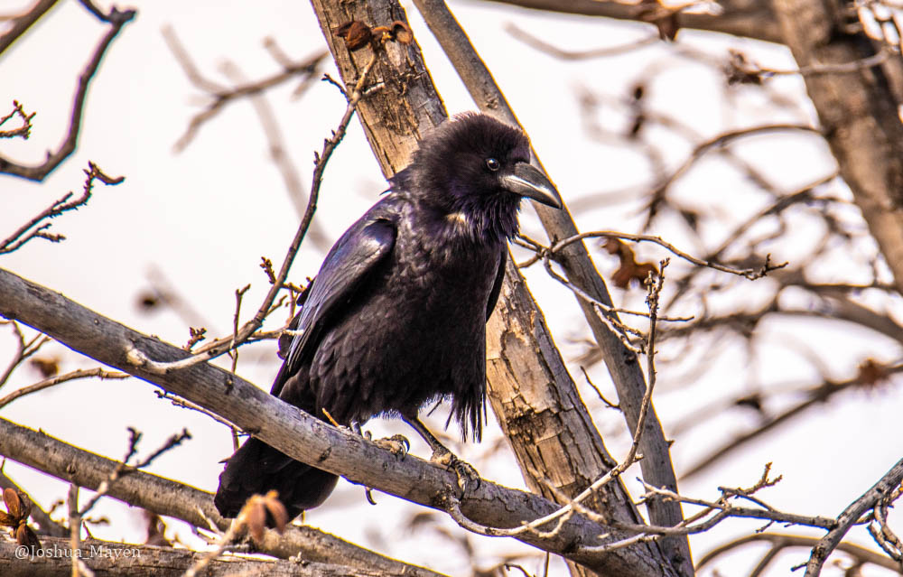 There are few things that will grab my attention faster than the croak of a raven. Another is breakfast tacos.