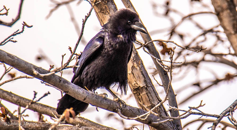 There are few things that will grab my attention faster than the croak of a raven. Another is breakfast tacos.