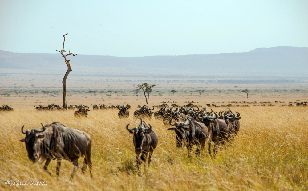 Thousands of wildebeests making their annual great migration from Tanzania into Kenya.