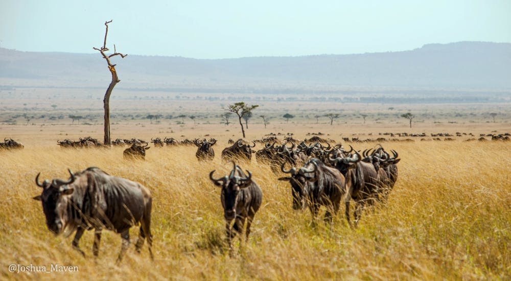 Thousands of wildebeests making their annual great migration from Tanzania into Kenya.