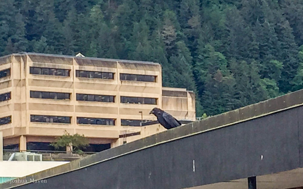 This raven was perched above my room as I walked up the stairs. Somethings are just meant to be. (Forgive the photo quality)