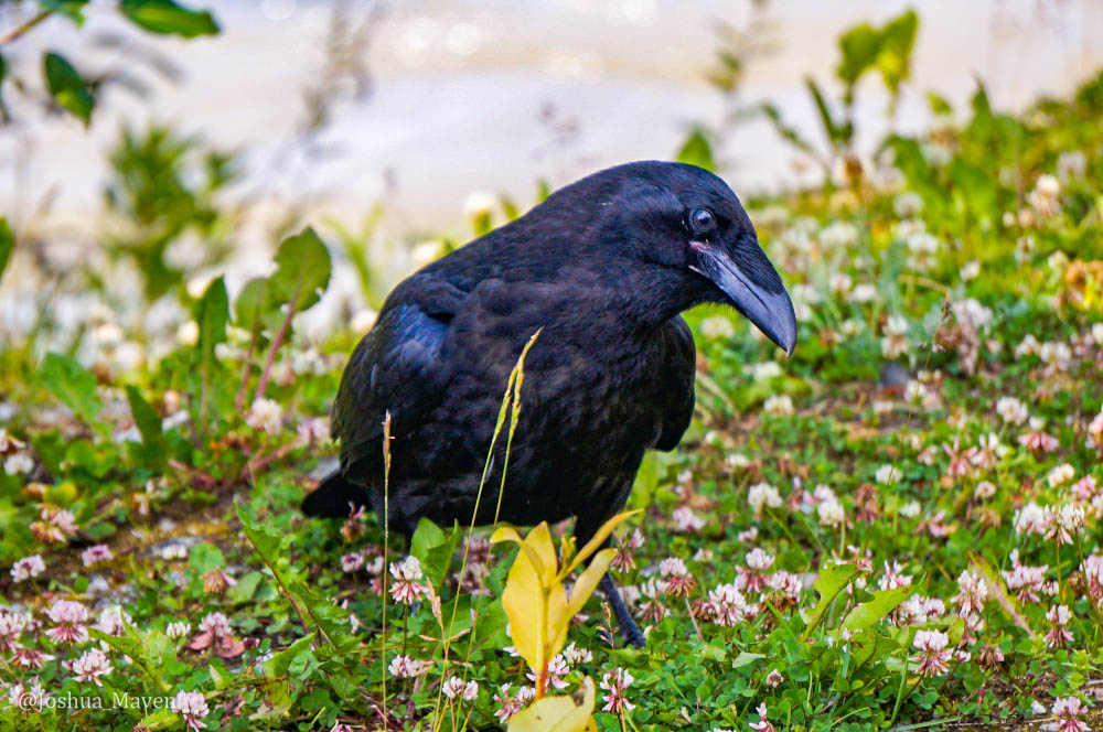 I'll be the first to admit that it's often a challenge to differentiate between a crow and a raven. On closer inspection, I believe this is a crow.