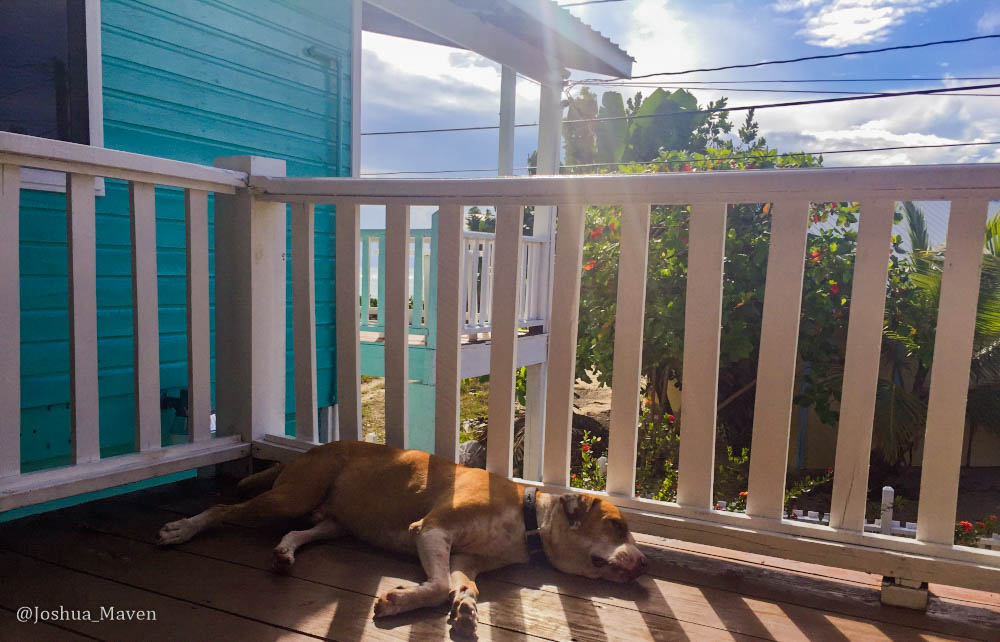 If I believed in reincarnation, it would be hard not to want to come back as Kilo. He lived the quintessential beach bum lifestyle. 