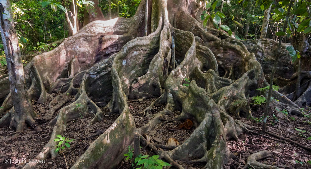The shallow, spreading root system of giant fig trees 
