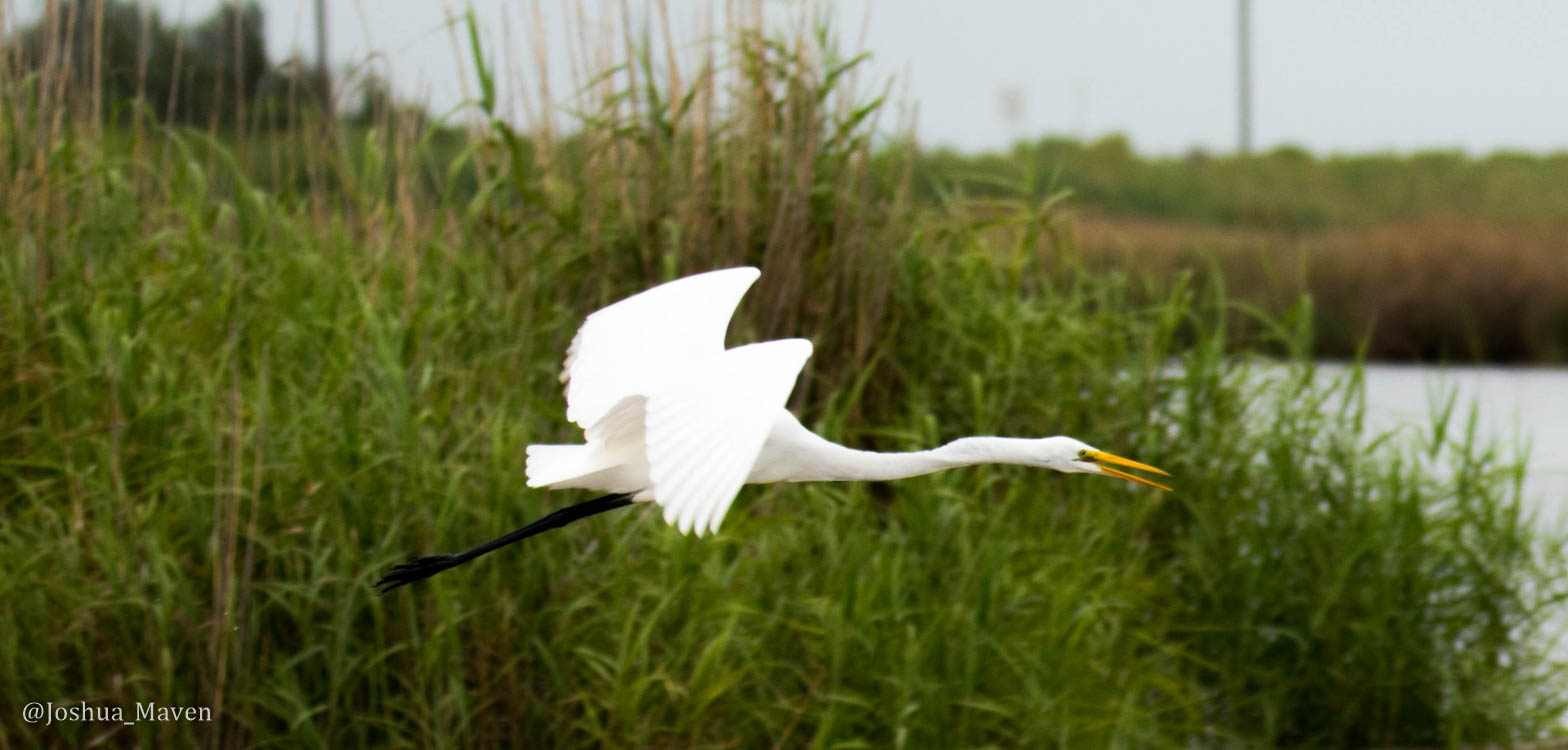 See Ya Later, Alligator