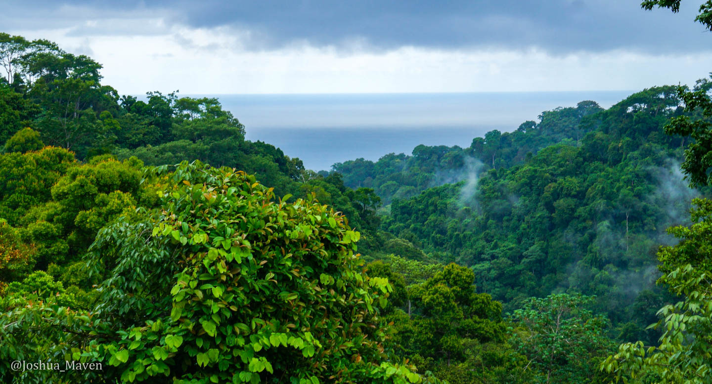 Picture of the rainforest canopy with the Pacific Ocean in the background.