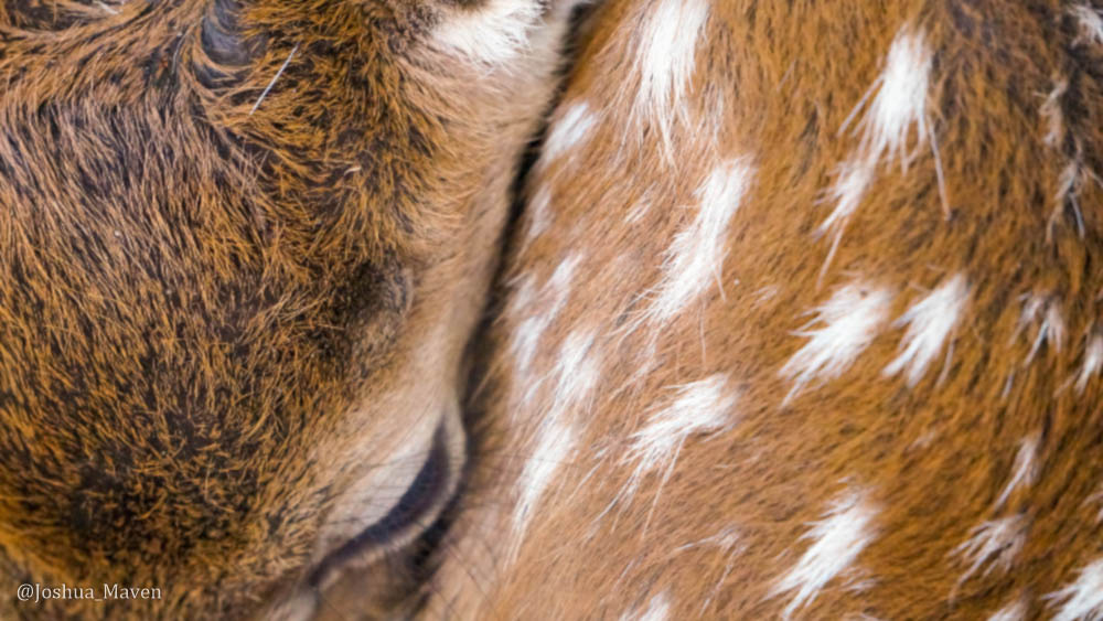 My first assignment was to shoot a sunrise photo, but on my way to the river, a mother deer nearly blindsided me as she fled.