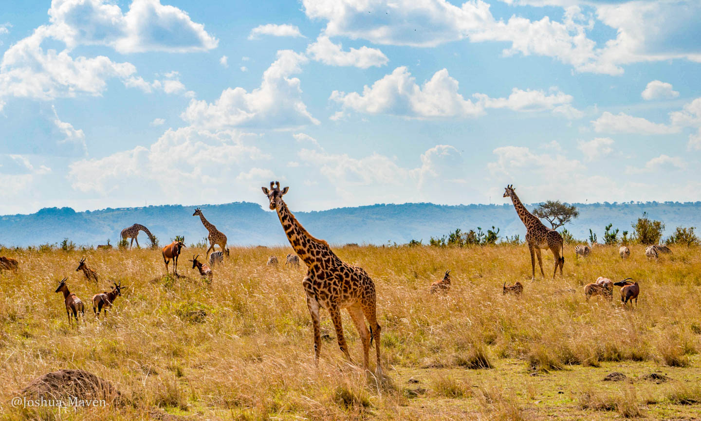 The Grass is Greener in the Mara