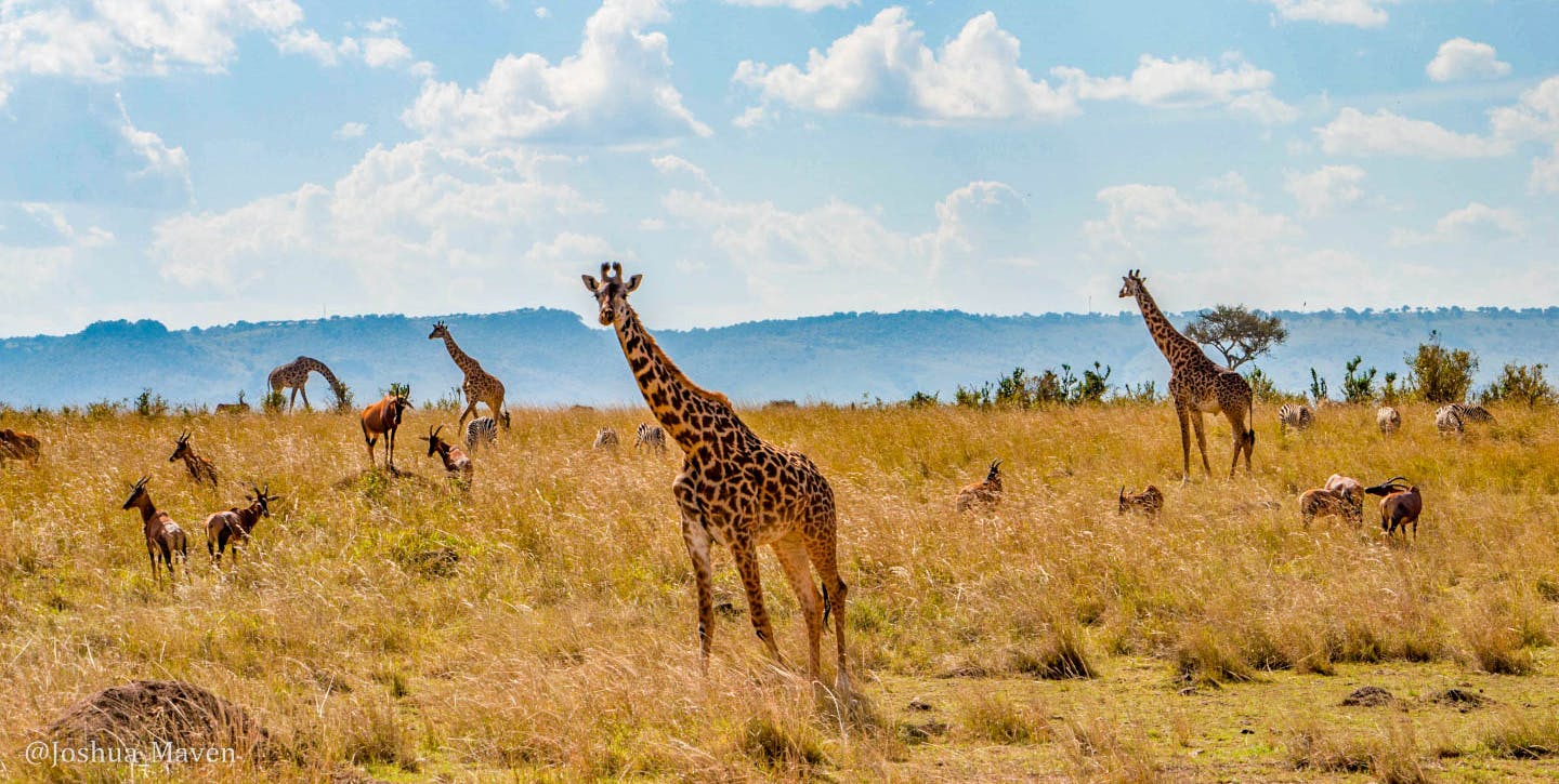 The Grass is Greener in the Mara