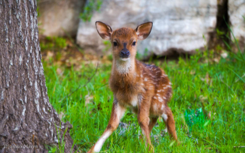 I couldn't have asked for a better start to photography. Here is one of my very first shots.