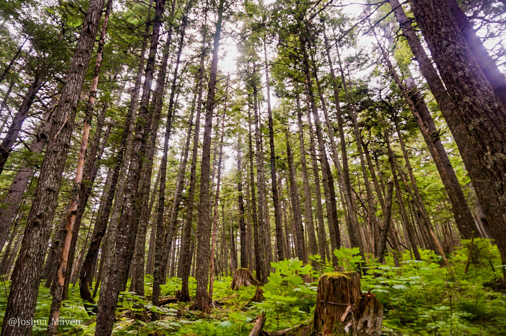 Enjoy the walk through the coastal spruce forests of Chilkat State Park on your way to Battery Point.