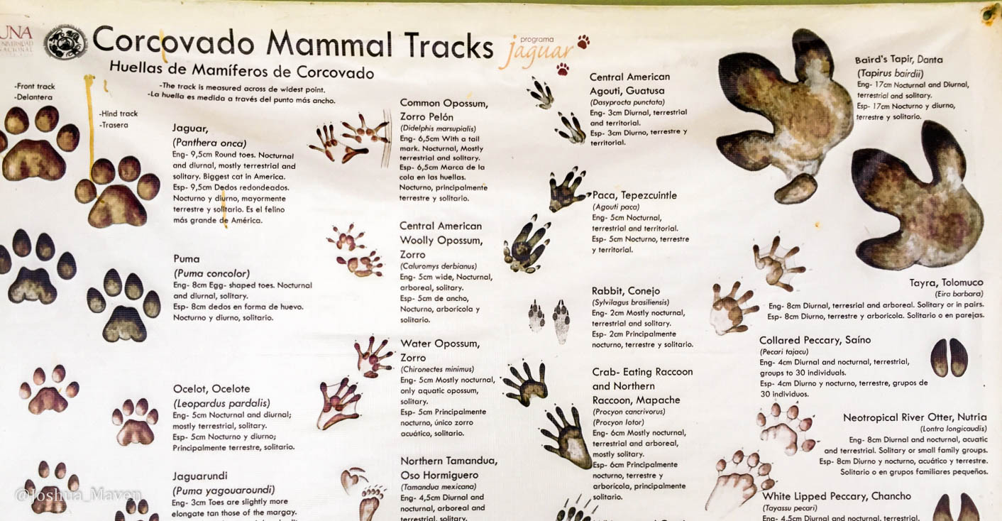 Corcovado Part 1: Here, Kitty, Kitty, Kitty