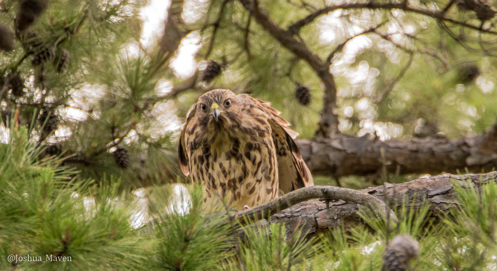 Red-tailed hawks have vertical patterns to their undersides., while red-shouldered haws have a horizontal pattern.