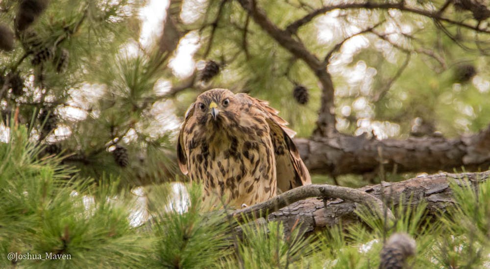 Red-tailed hawks have vertical patterns to their undersides., while red-shouldered haws have a horizontal pattern.