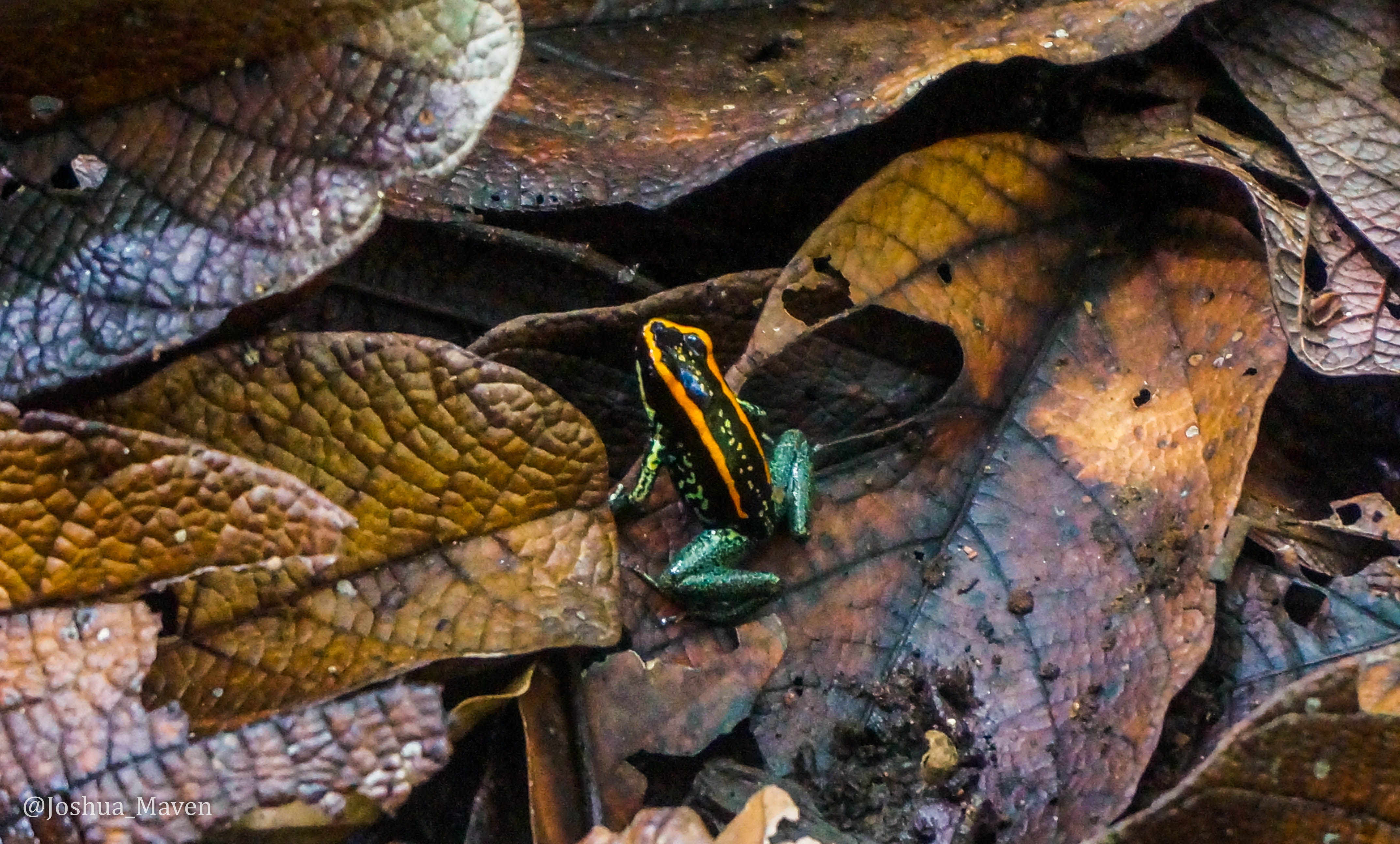 Orange and black Poison-Dart Frog (Phyllobates vittatus)