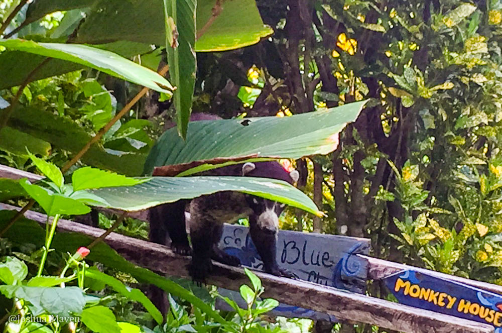 If you're wondering about the title, this was a play on the viral video, The Crazy Nastyass Honey Badger. Look it up. It's worth a watch.