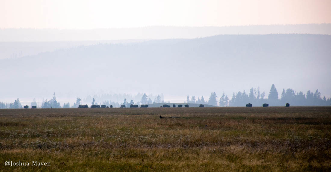 Visibility in Yellowstone can be reduced by more than 50% on days with high haze.