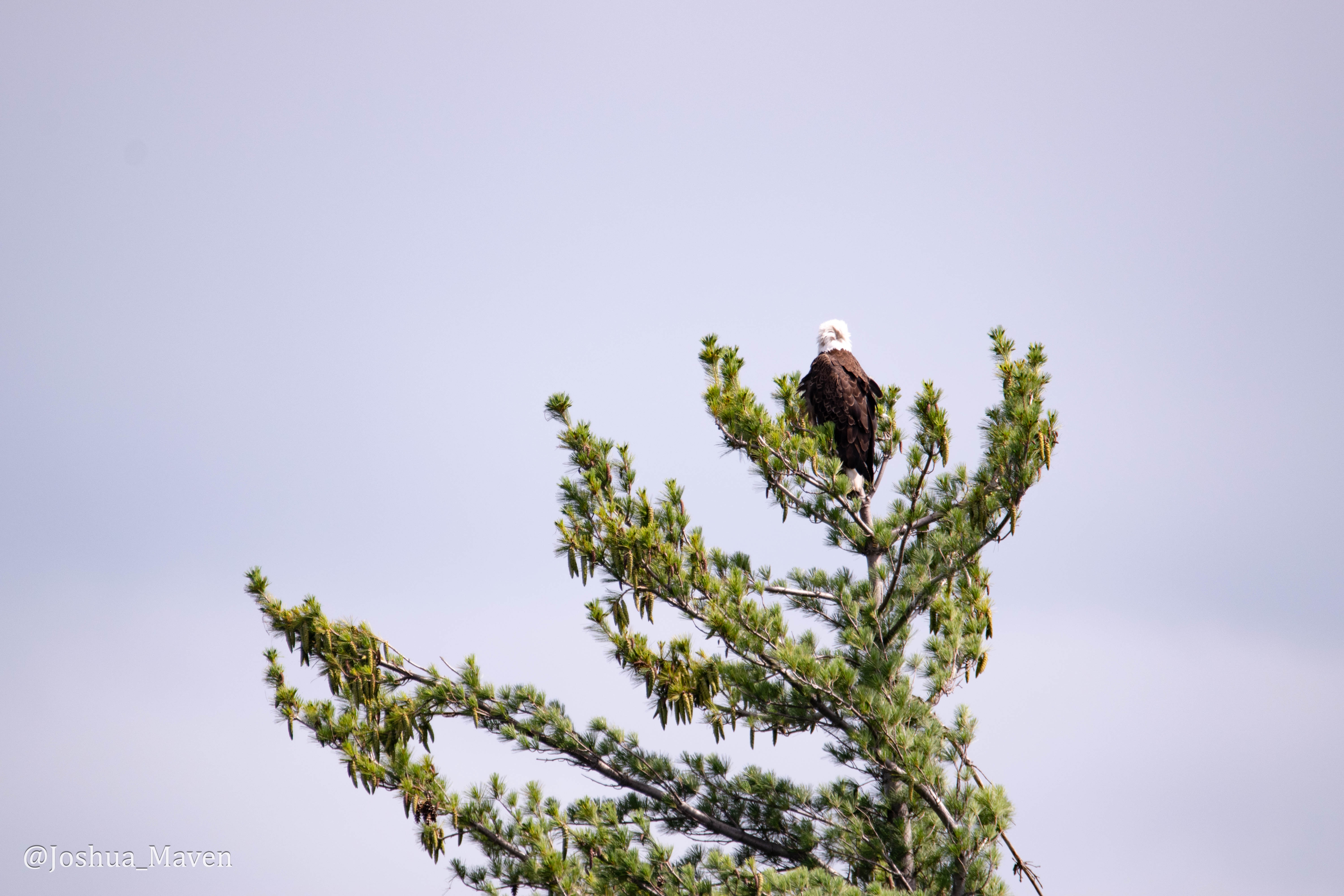 A mature bald eagle observing the waters of Rainy Lake from his high perch in search of his next meal.