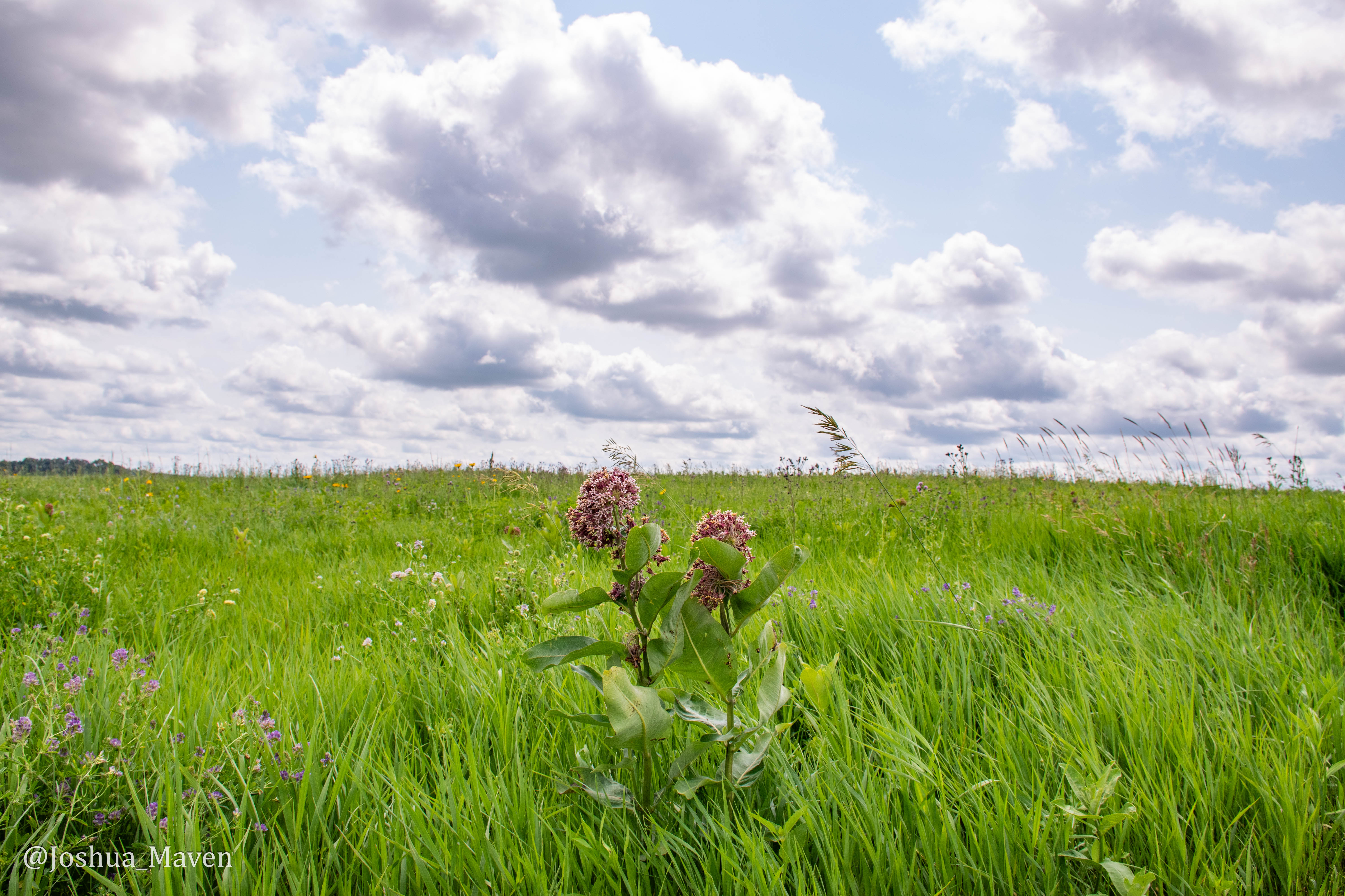 This photo was taken at the Hamden Slough National Wildlife Refuge in MN. The area is a transition zone from hardwood forest to the east and the prairie pothole region to the west.