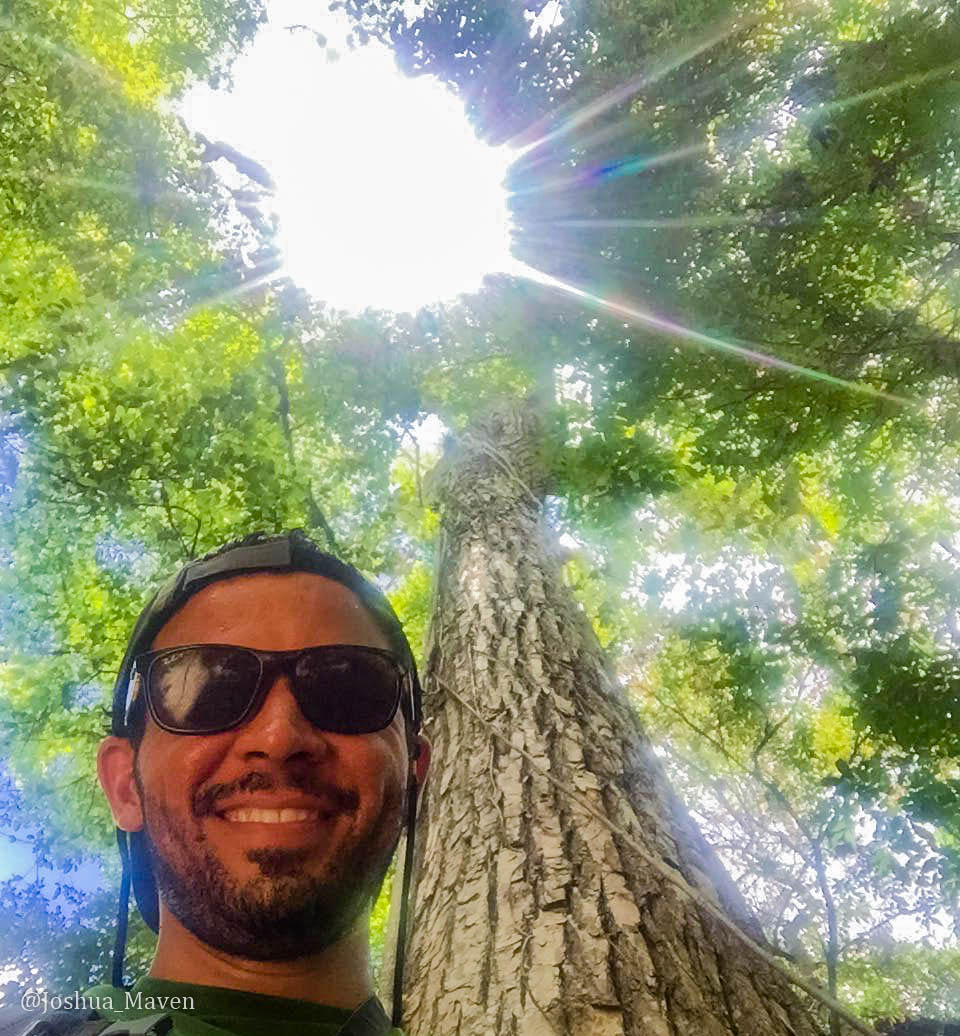 At long last, I found the sacred tree of the May, the Tree of Life - the ceiba.