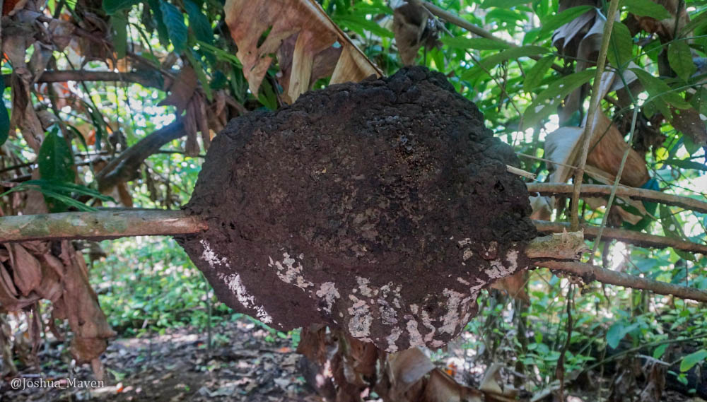 Arboreal colonies are spherical nests erected in trees that can house upward of 50,000 termites and weigh about 50 pounds. 