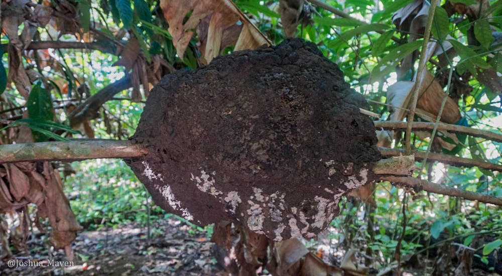 Arboreal colonies are spherical nests erected in trees that can house upward of 50,000 termites and weigh about 50 pounds.