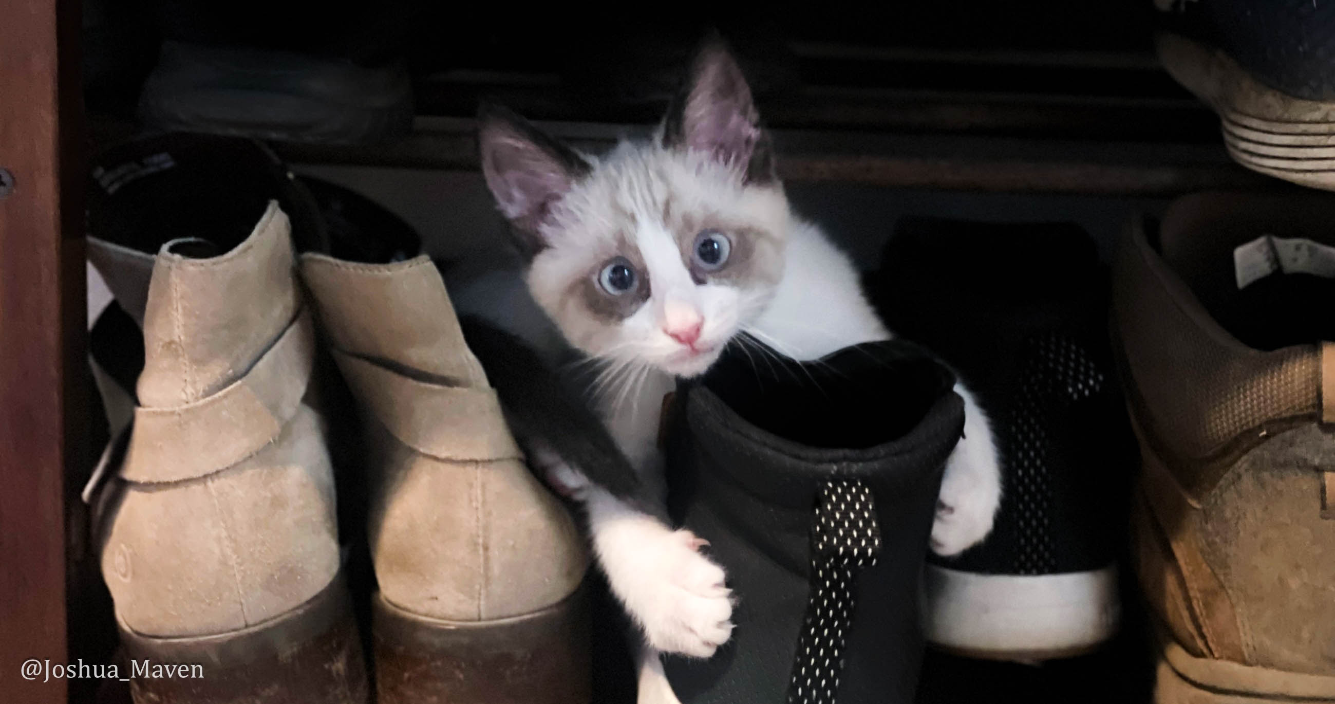 After several weeks of hand feeding, Mellow finally grew strong enough to eat on his own. He is now 3.4 lbs. and has officially entered his zoomies phase.