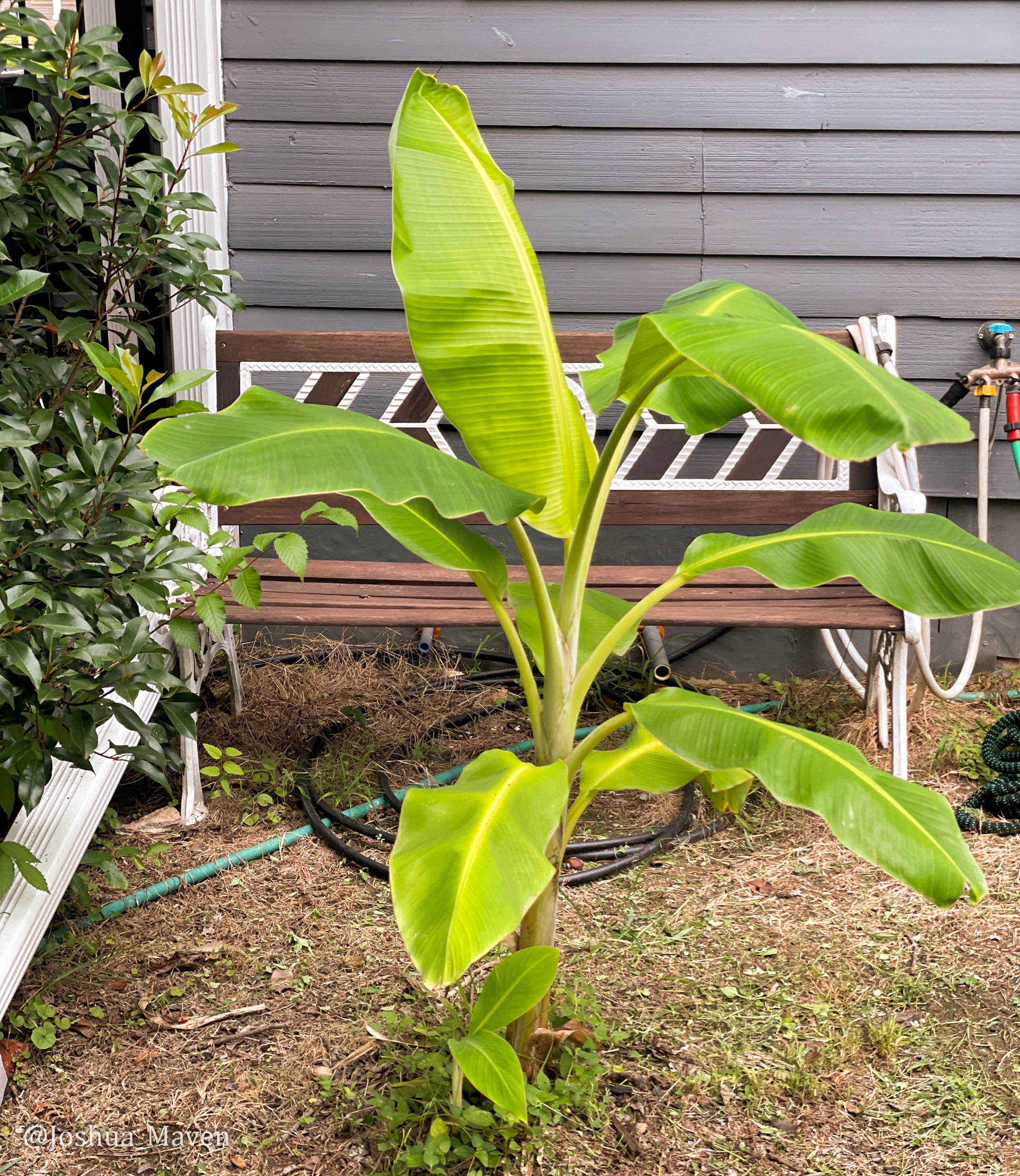 Look closely and you will see the pup growing underneath. It's the first one that has appeared since we planted the original back in 2022.