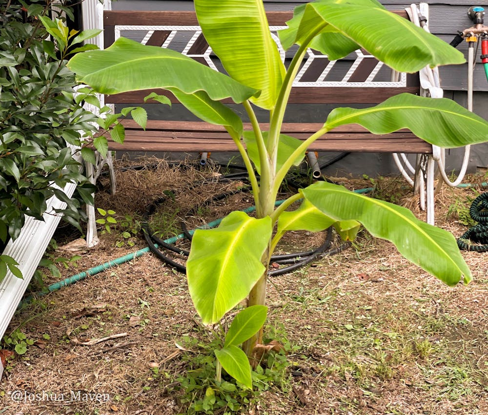 Look closely and you will see the pup growing underneath. It's the first one that has appeared since we planted the original back in 2022.