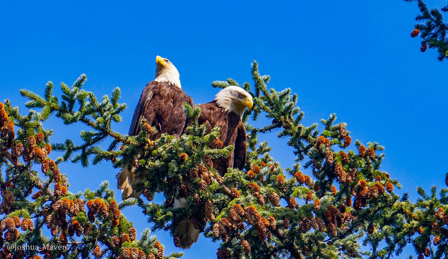 Valley of the Eagles