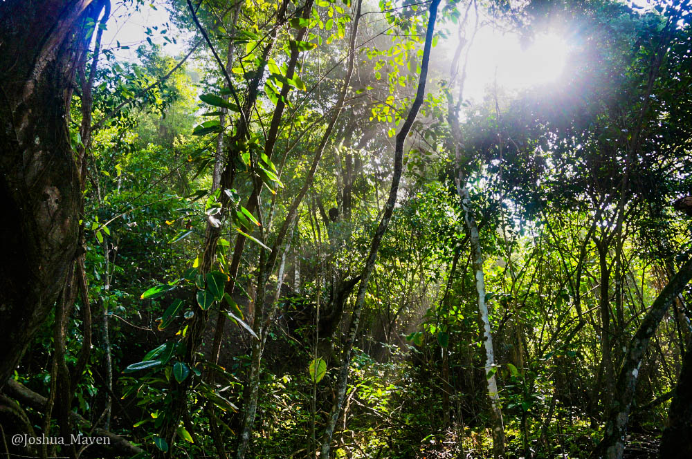 Inside the jungle canopy is hot and humid and impossible to navigate unless you know where you're going. 