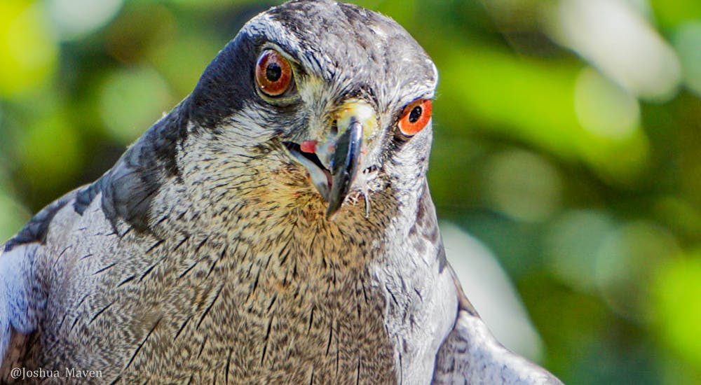 Goshawks are forest hunters and can capture prey more than twice their own weight.