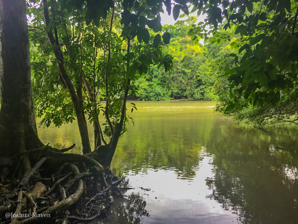 This is the stretch of murky river where we crossed. What would you do?