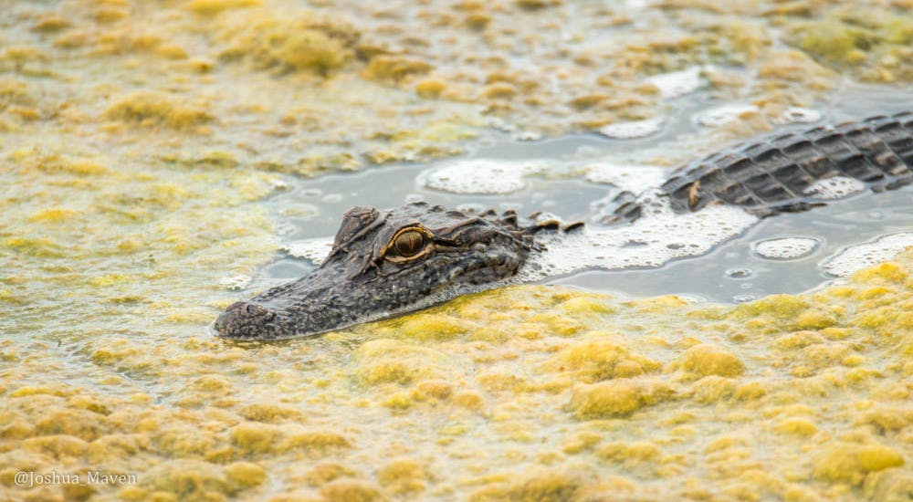 Baby alligator floating in the marshes at Sea Rim State Park, TX