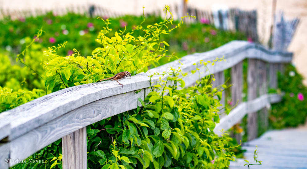 Founded in 1639, the small town of Sandwich is the oldest on Cape Code and one of the oldest in the entire U.S. 