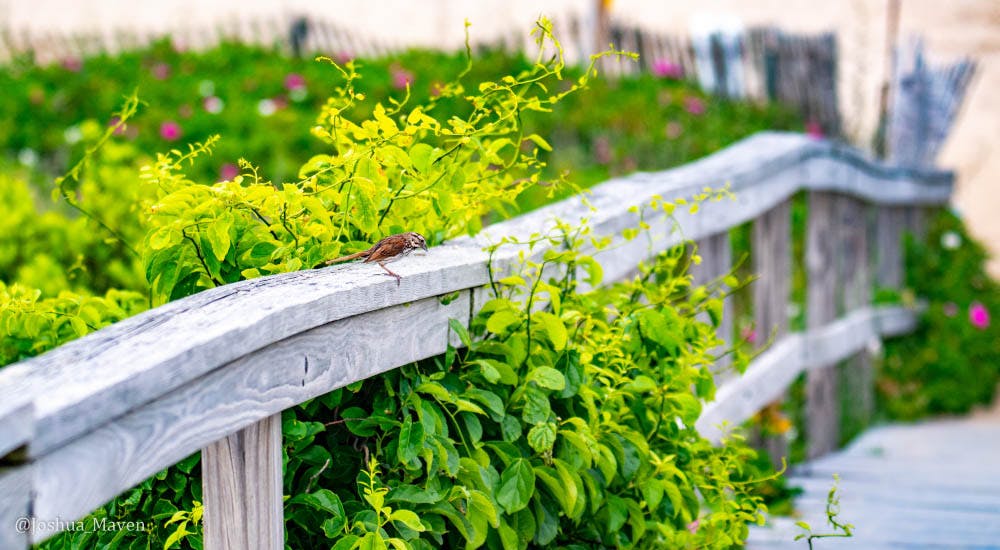 Founded in 1639, the small town of Sandwich is the oldest on Cape Code and one of the oldest in the entire U.S.