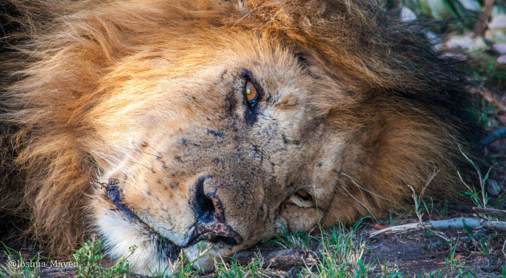 King of the jungle taking a nap when our open-aired vehicle rolled up on him and his brother resting behind a bush.