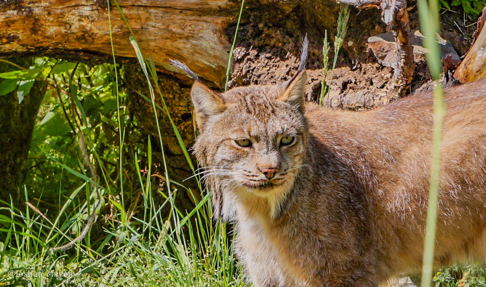 Rarely seen in the wild, a lynx is a stealth predator with excellent sight and hearing.