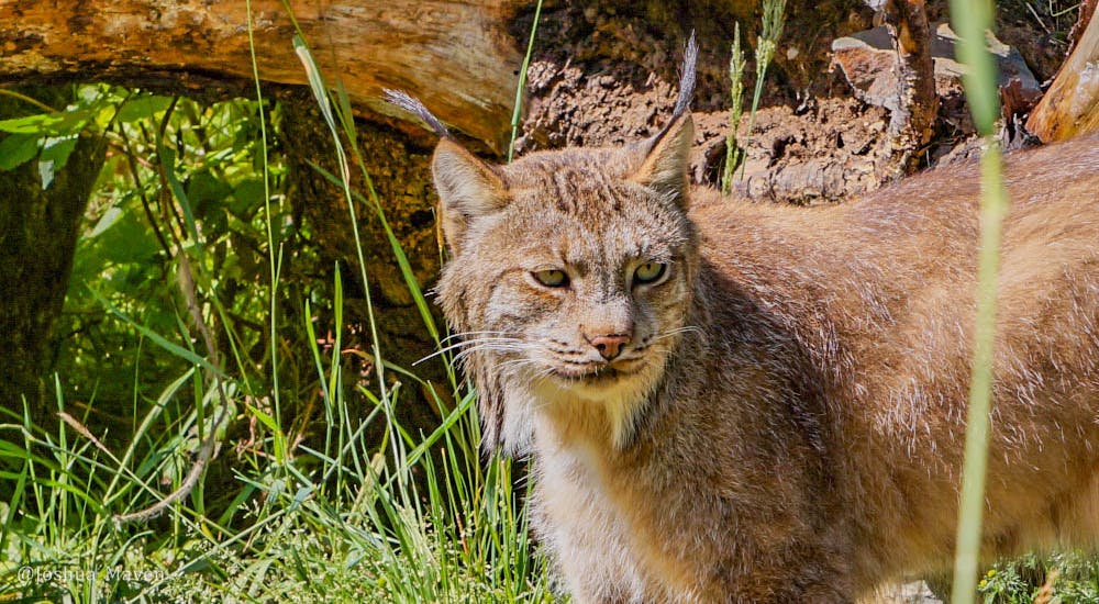 Rarely seen in the wild, a lynx is a stealth predator with excellent sight and hearing.