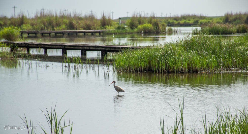White ibis wading in the waters along the Gambusia Nature Trail Boardwalk at Sea Rim State Park, TX
