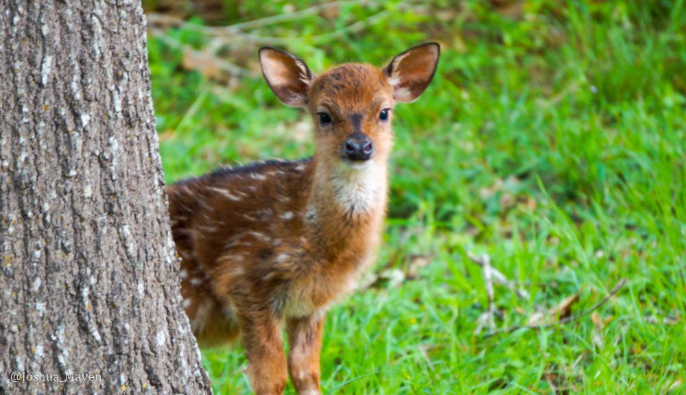 I heard something rustling in the leaves nearby. It was this newborn fawn. By its shaky legs, I could tell these were likely its first steps.