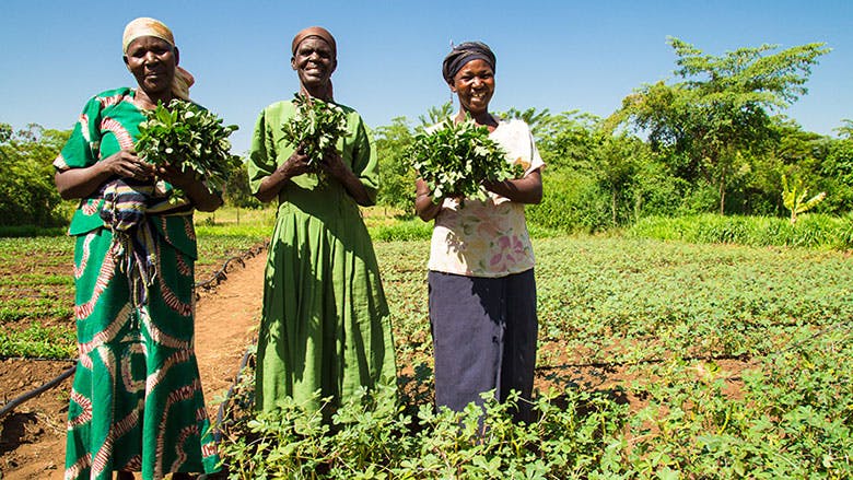 african farmers are farming herbs for hair growth oil