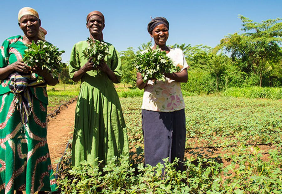 Scaling agriculture in africa