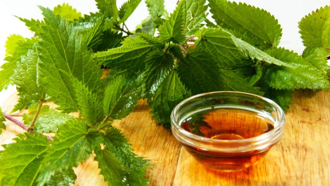 nettle oil for afro hair