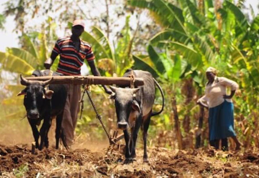 Organic Farming in Africa