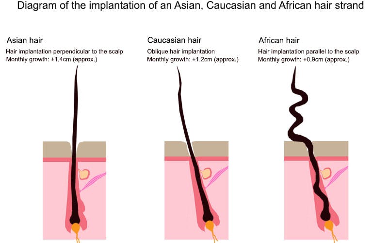 diagram of african hair strand to support afro hair growth